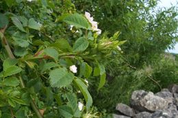 Image of dog rose