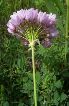 Image of Allium roseum L.