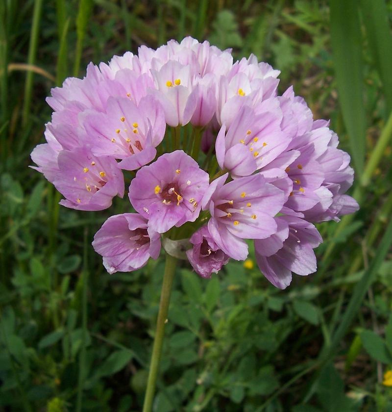 Image of Allium roseum L.