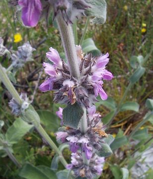 Image of Downy woundwort