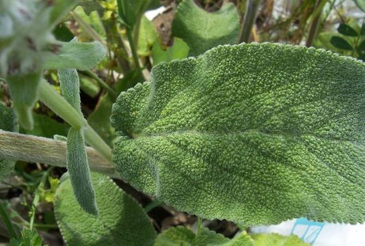 Image of Downy woundwort