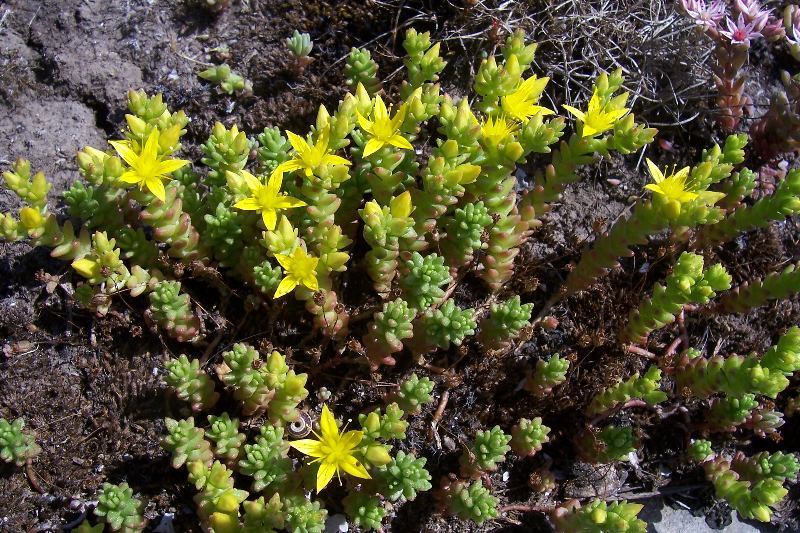 Image of Biting Stonecrop