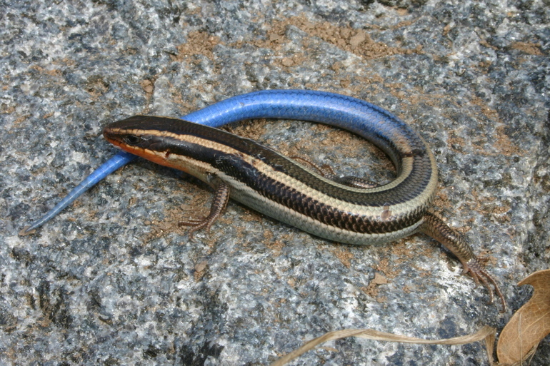 Image de Plestiodon skiltonianus Baird & Girard 1852