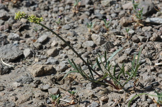 Image de Lomatium stebbinsii M. A. Schlessman & L. Constance