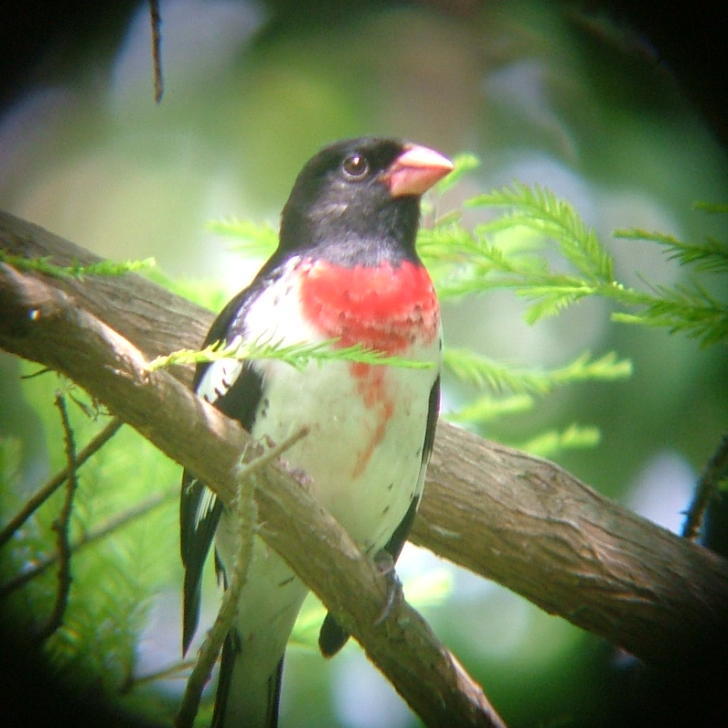 Image of Rose-breasted Grosbeak