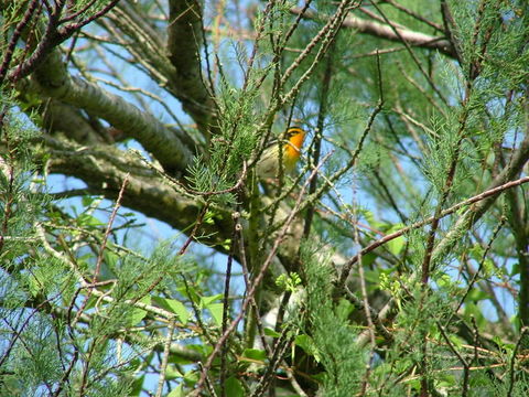 Image de Paruline à gorge orangée