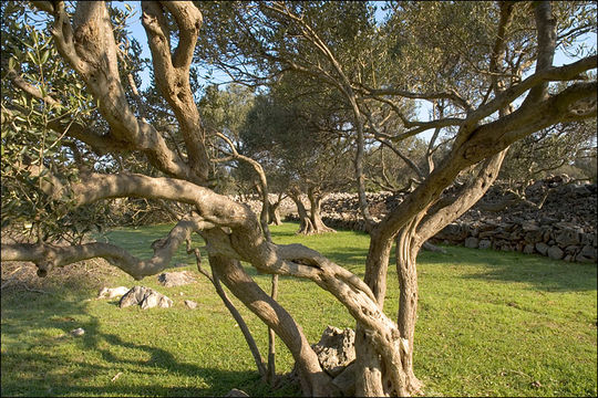 Image of olive tree