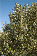 Image of olive tree