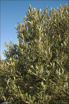 Plancia ëd Olea europaea L.