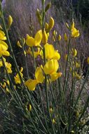 Image of Spanish broom