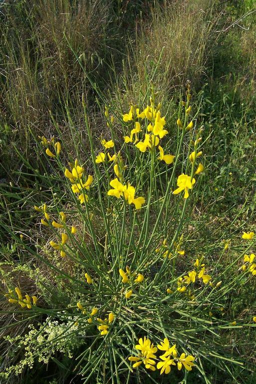 Image of Spanish broom