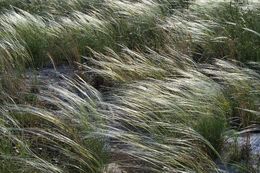 Image of Stipa austroitalica Martinovský