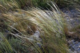 Image of Stipa austroitalica Martinovský