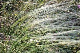 Image of Stipa austroitalica Martinovský