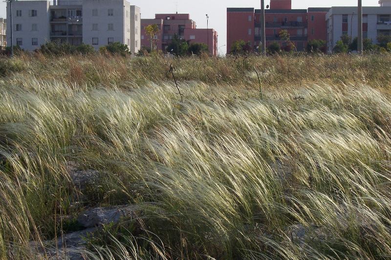 Image of Stipa austroitalica Martinovský