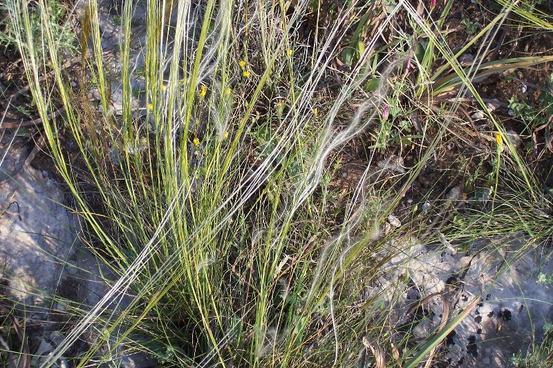 Image of Stipa austroitalica Martinovský