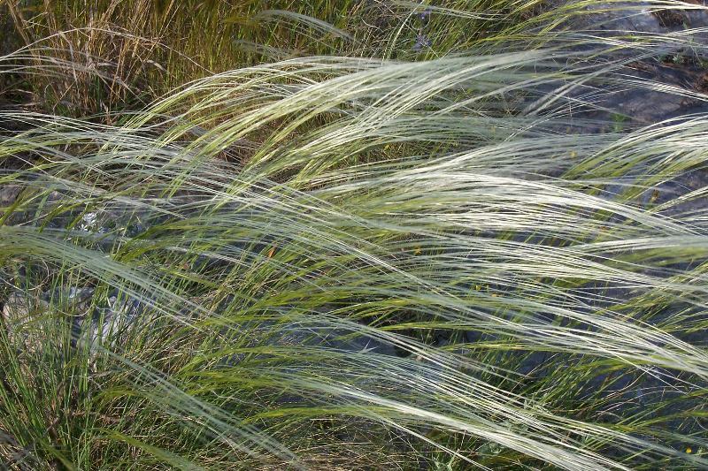 Image of Stipa austroitalica Martinovský