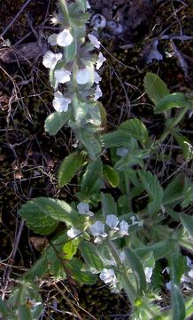 Sivun Sideritis romana L. kuva