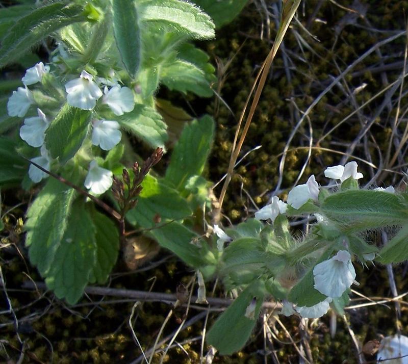 Sivun Sideritis romana L. kuva