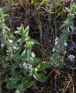 Image of simplebeak ironwort