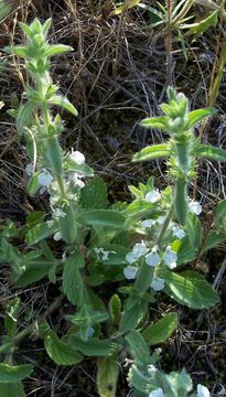 Image of simplebeak ironwort