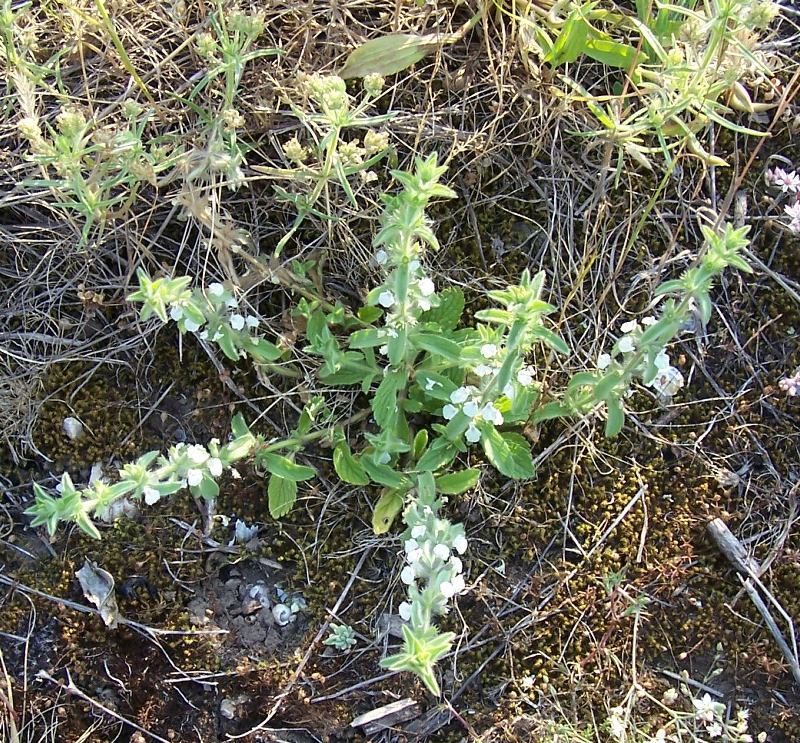 Image of simplebeak ironwort