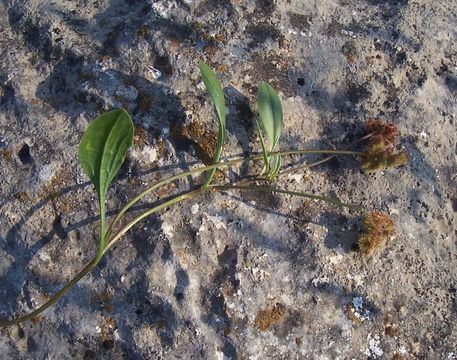 Image of prickly scorpion's-tail