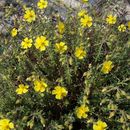 Plancia ëd Helianthemum nummularium (L.) Miller