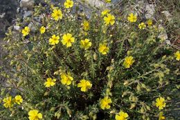 Image of Common Rock-rose