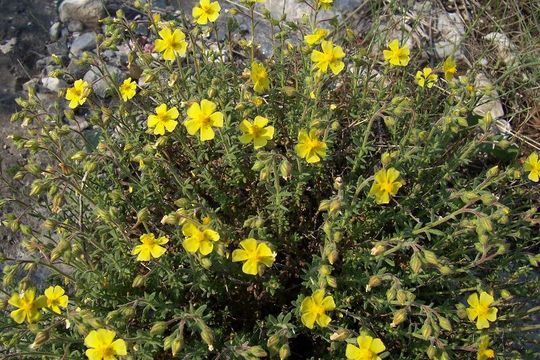 Image of Common Rock-rose