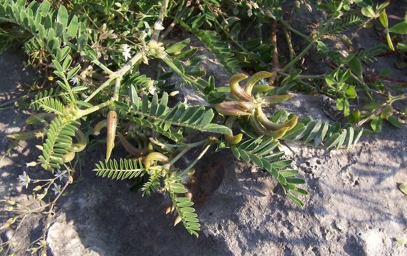 Imagem de Astragalus hamosus L.