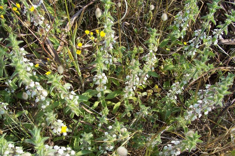 Image of simplebeak ironwort