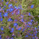 Image of <i>Anchusa italica</i>