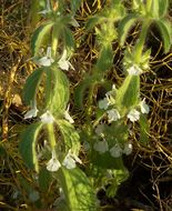 Image of simplebeak ironwort