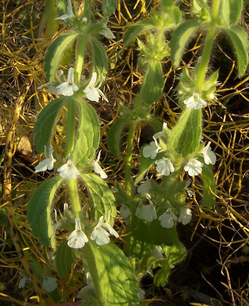 Sivun Sideritis romana L. kuva