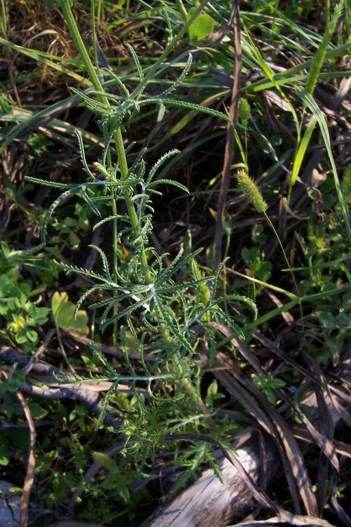 Image de Crupina crupinastrum (Moris) Vis.