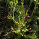 Image of branched centaury