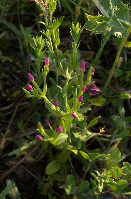 Image of branched centaury