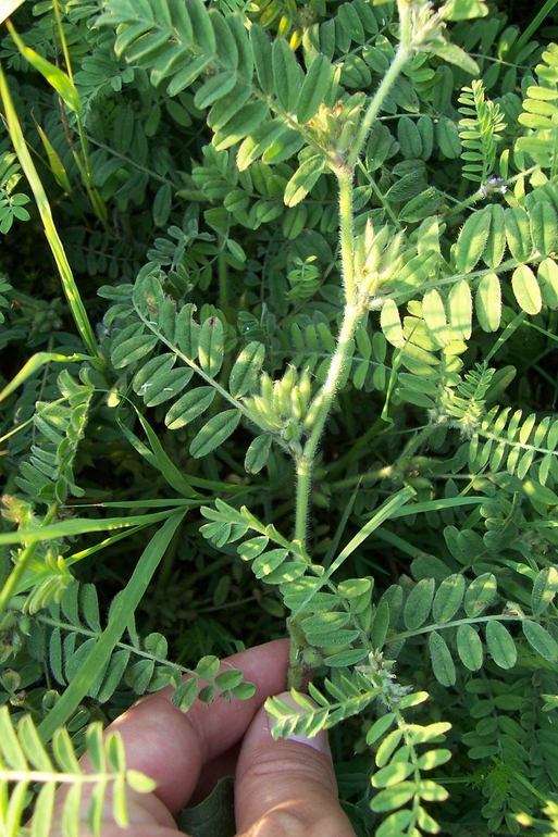 Слика од Astragalus sesameus L.