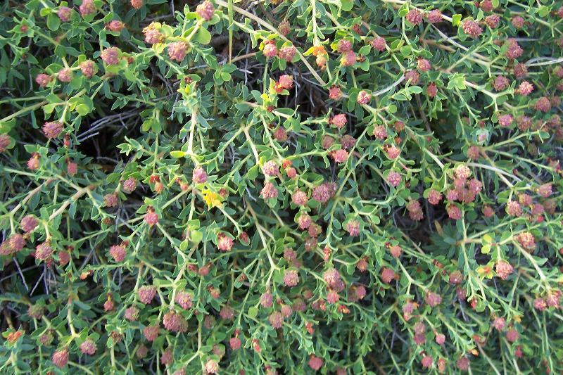 Слика од Euphorbia spinosa L.