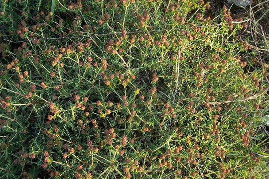 Image of Euphorbia spinosa L.