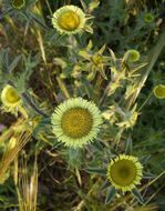 Image of Spiny Golden Star