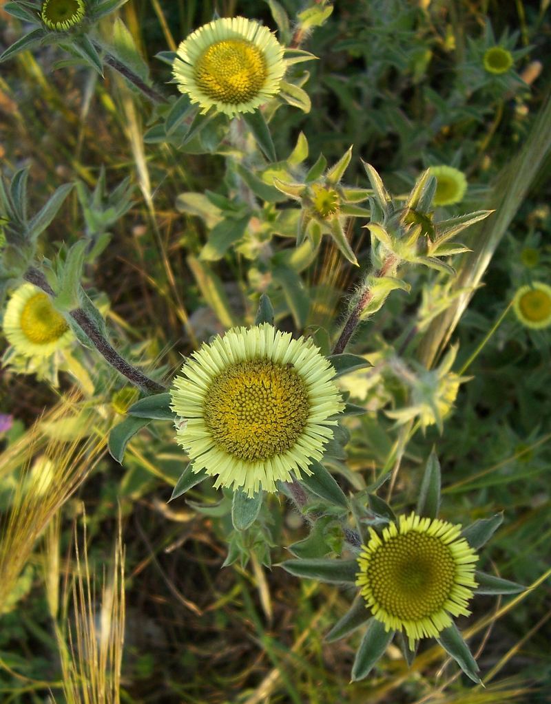 Imagem de Pallenis spinosa (L.) Cass.