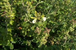 Sivun Teucrium flavum L. kuva