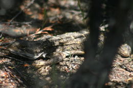 Image of Cope's leopard lizard