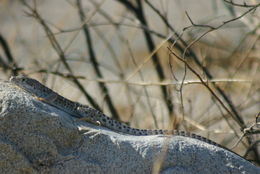 Sivun leopardileguaani kuva