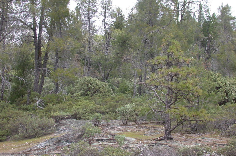 Image of Nissenan manzanita