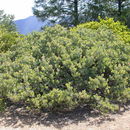 Image of Mallory's manzanita