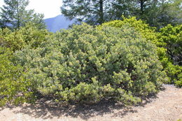 Image of Mallory's manzanita