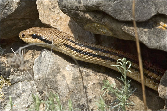 Image de Elaphe quatuorlineata quatuorlineata (Bonnaterre 1790)